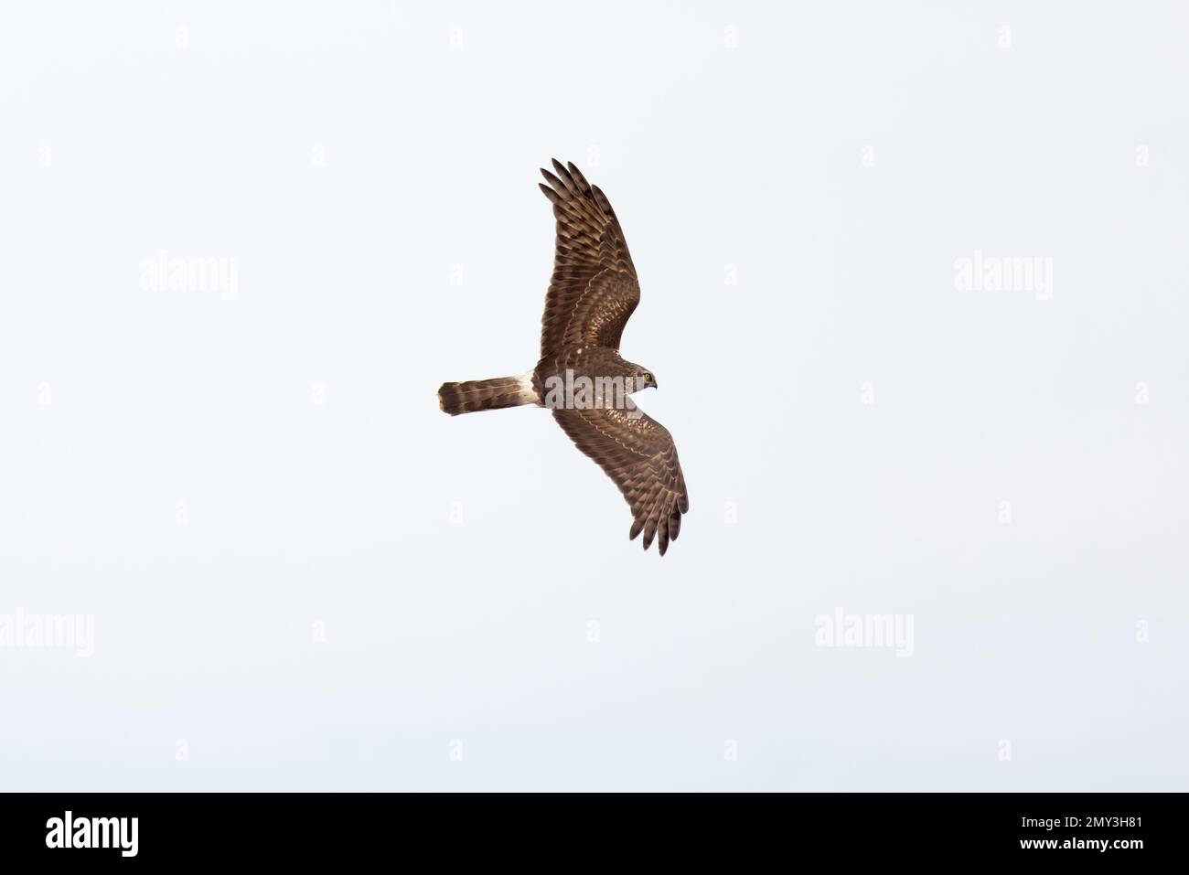 Flying hen harrier uk hi-res stock photography and images - Alamy