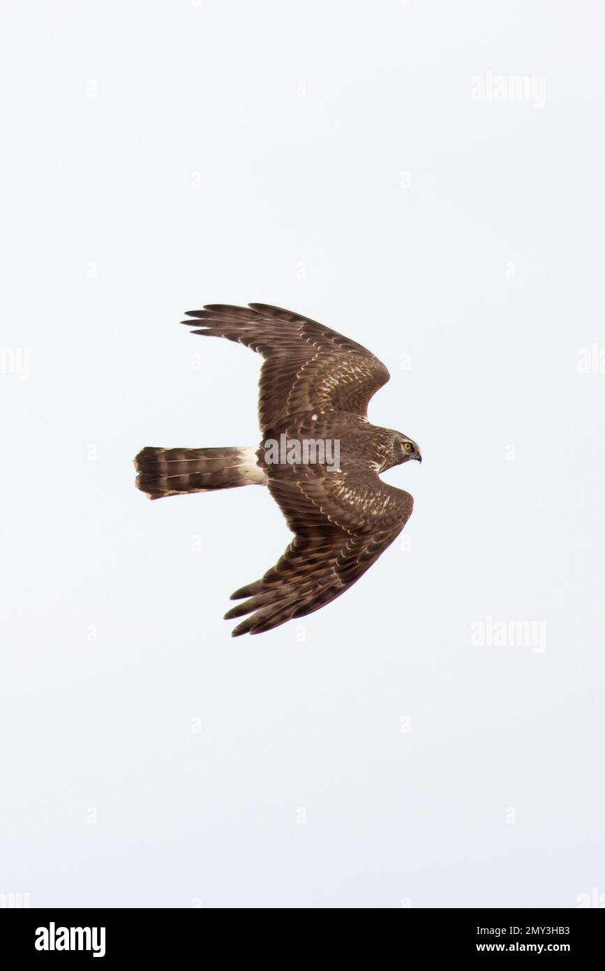 Hen harrier uk england hi-res stock photography and images - Alamy