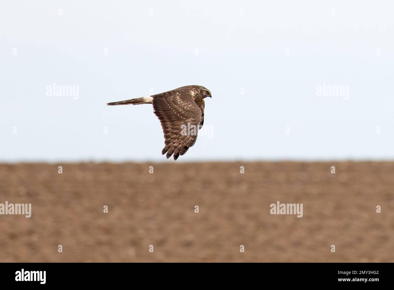 Flying hen harrier uk hi-res stock photography and images - Alamy