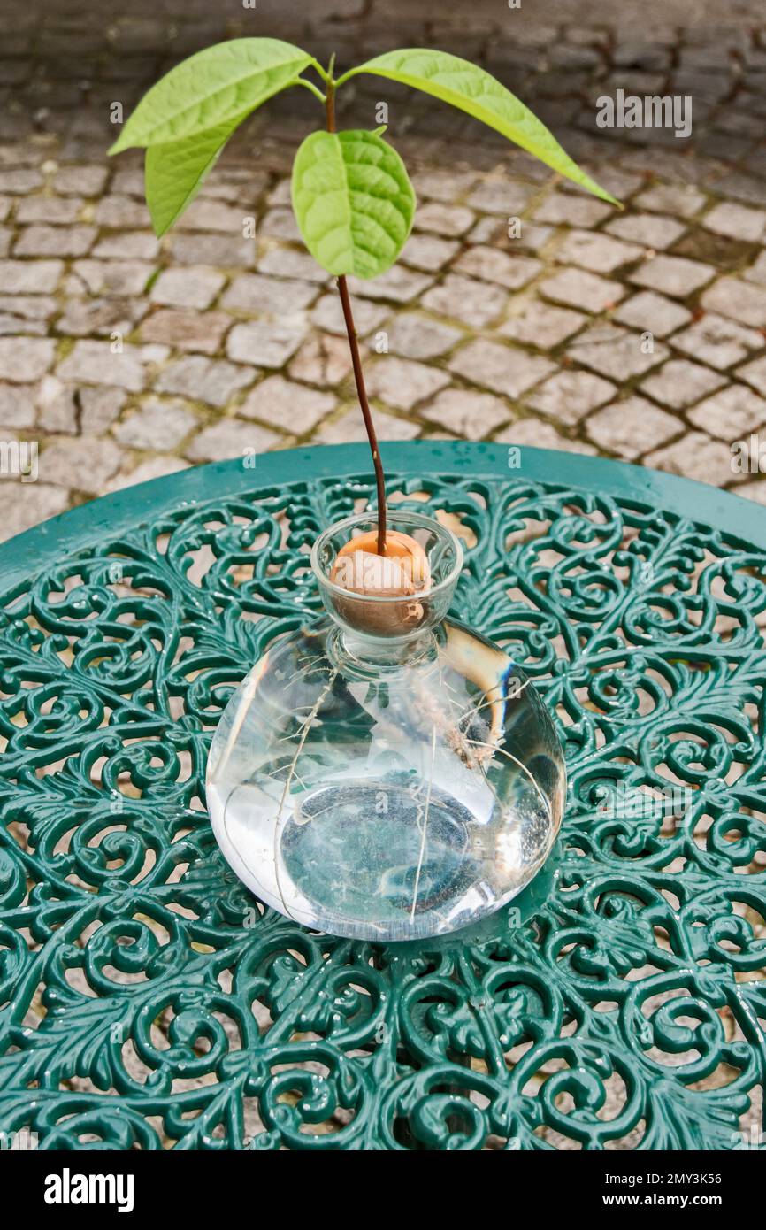 Growing an avocado seed in special starter glass vase closeup Stock