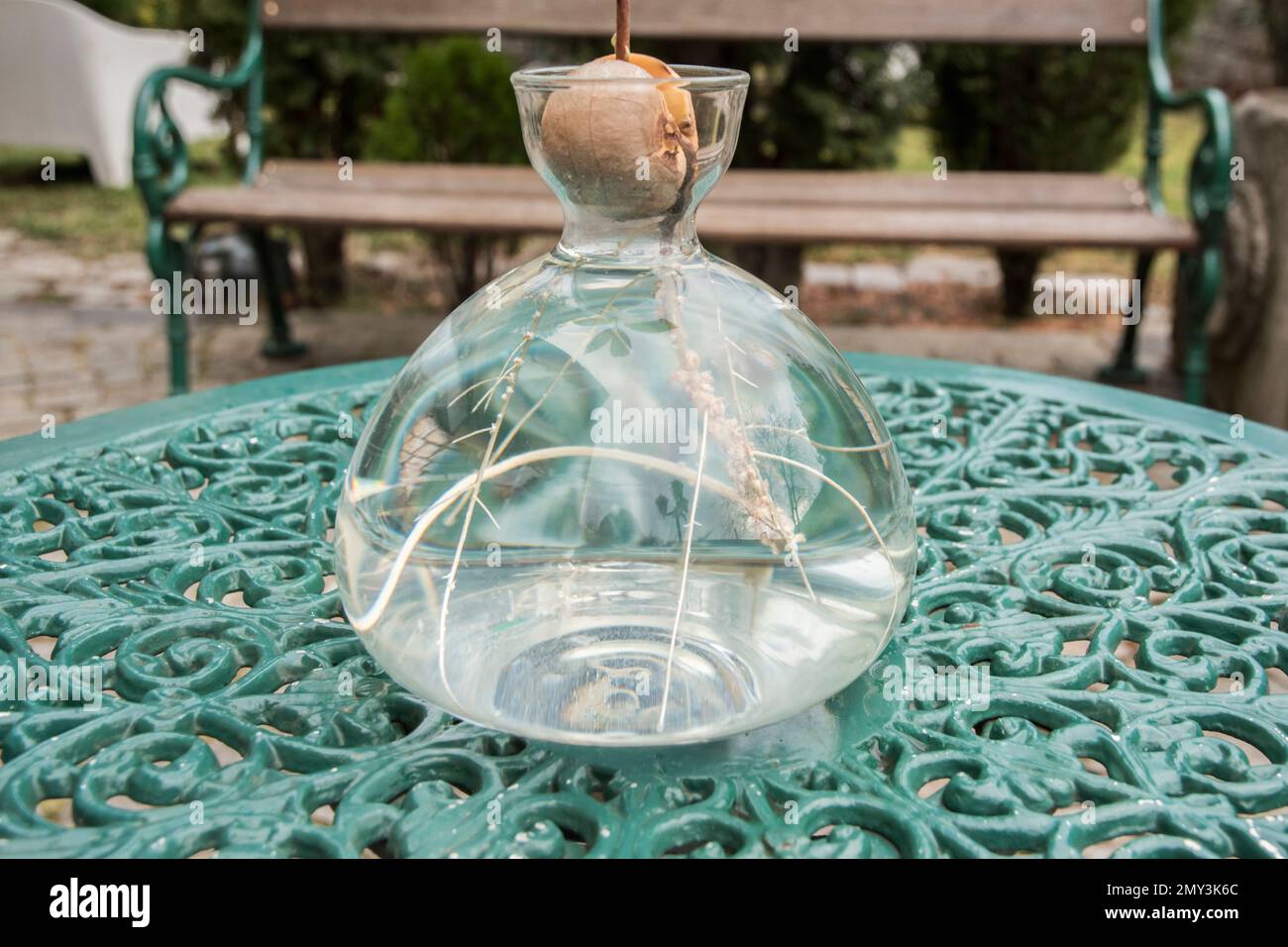 Growing an avocado seed in special starter glass vase closeup Stock