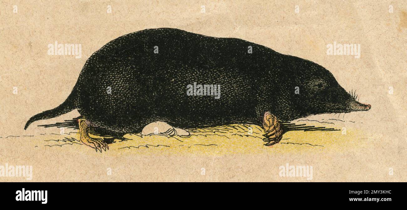 The instructive picture book hi-res stock photography and images - Alamy