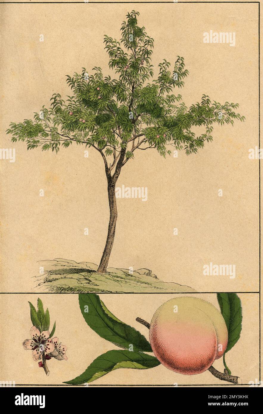 Botanical drawing Plum tree, flower and fruit, color illustration