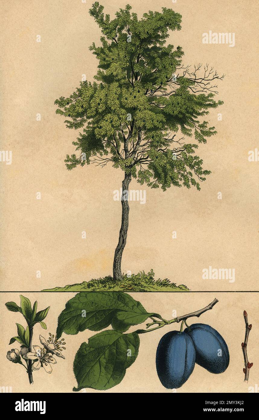Botanical drawing: Damson tree, flower and fruit, color illustration