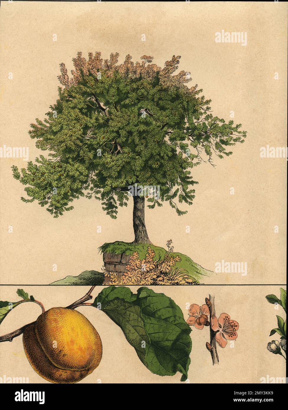 Botanical drawing Apricot tree, flower and fruit, color illustration, 1800s Stock Photo Alamy