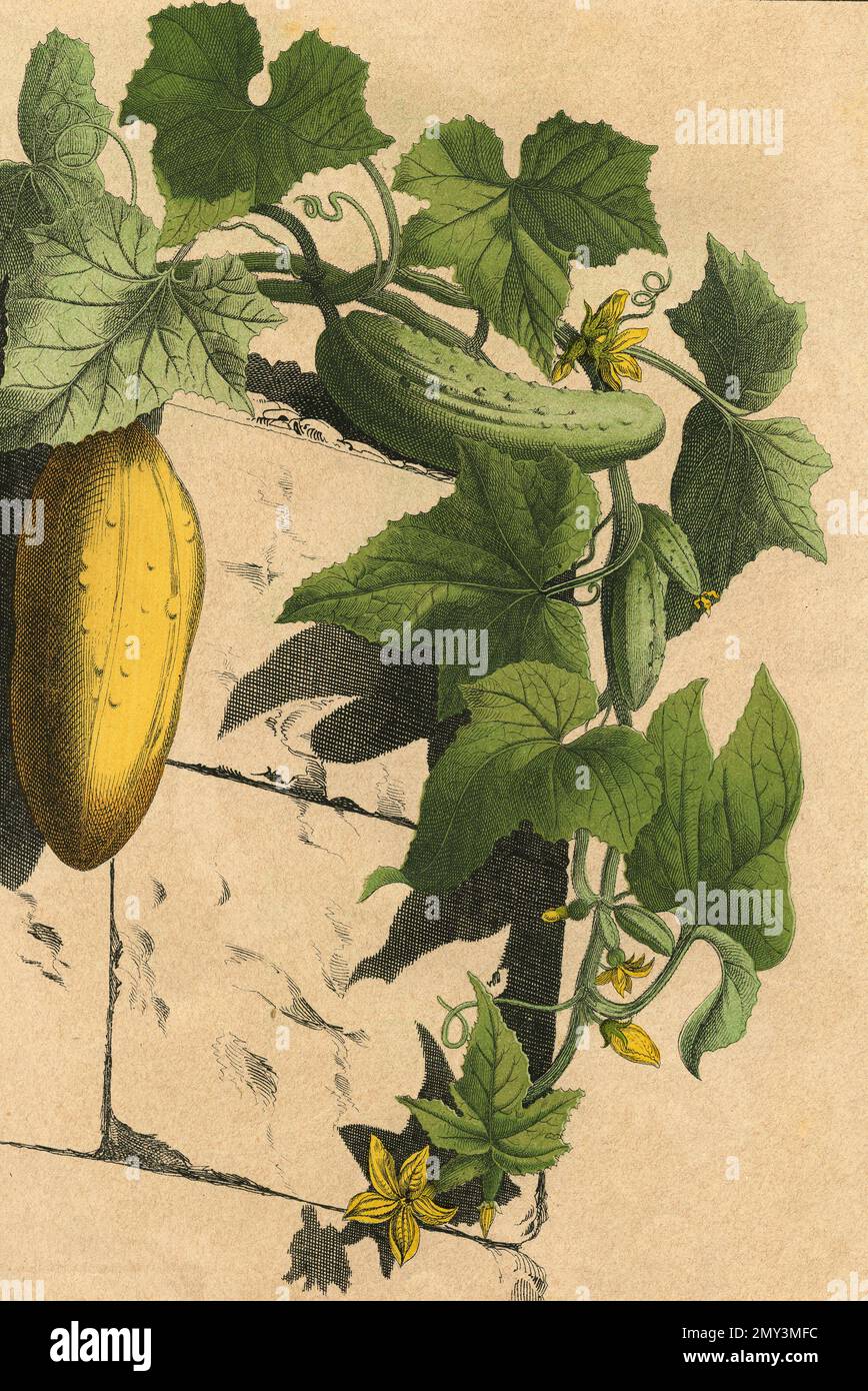Botanical drawing Cucumber fruit and flower, color illustration, 1800s