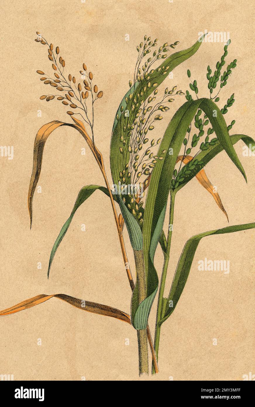 Botanical drawing Rise and millet, color illustration, 1800s Stock