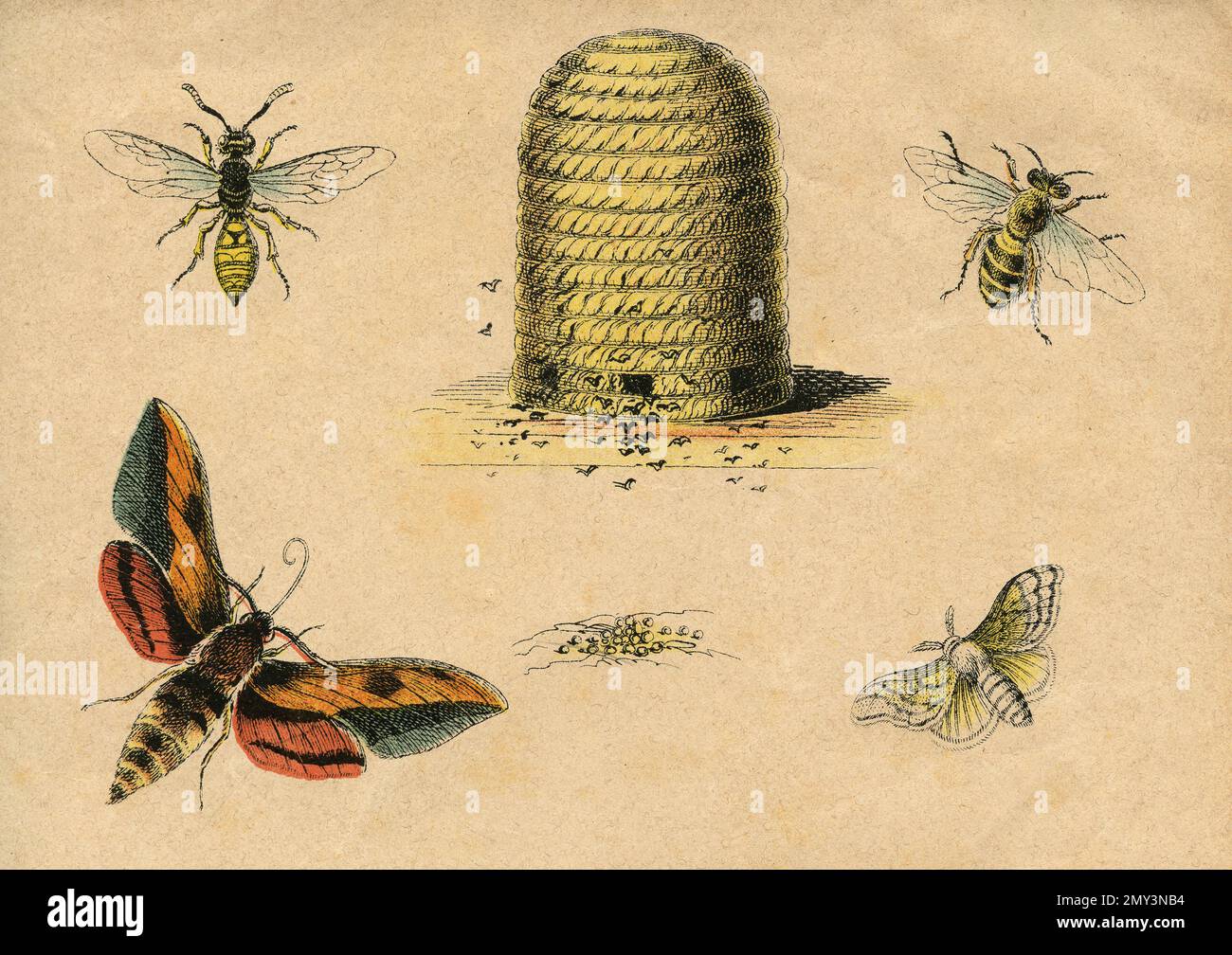 Animal life in Europe, Insects: Bees, butterfly, Caterpillar, and others, color illustration, 1800s Stock Photo