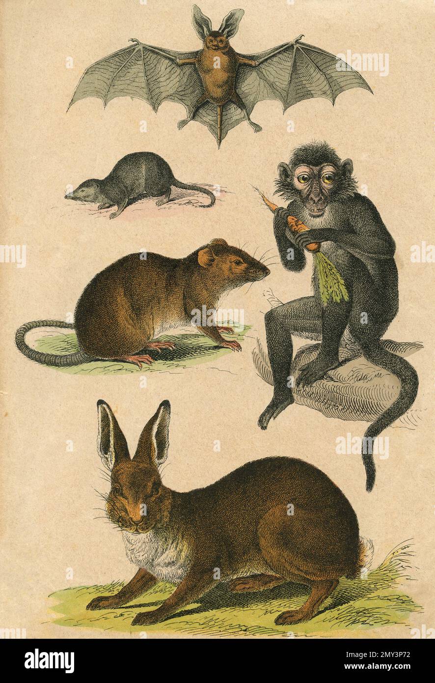 Animal life in Asia: Bat, Mouse, Hare, Monkey, color illustration, 1800s Stock Photo