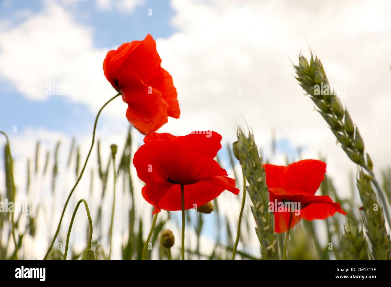 Beautiful red poppy flowers growing in field, closeup Stock Photo - Alamy