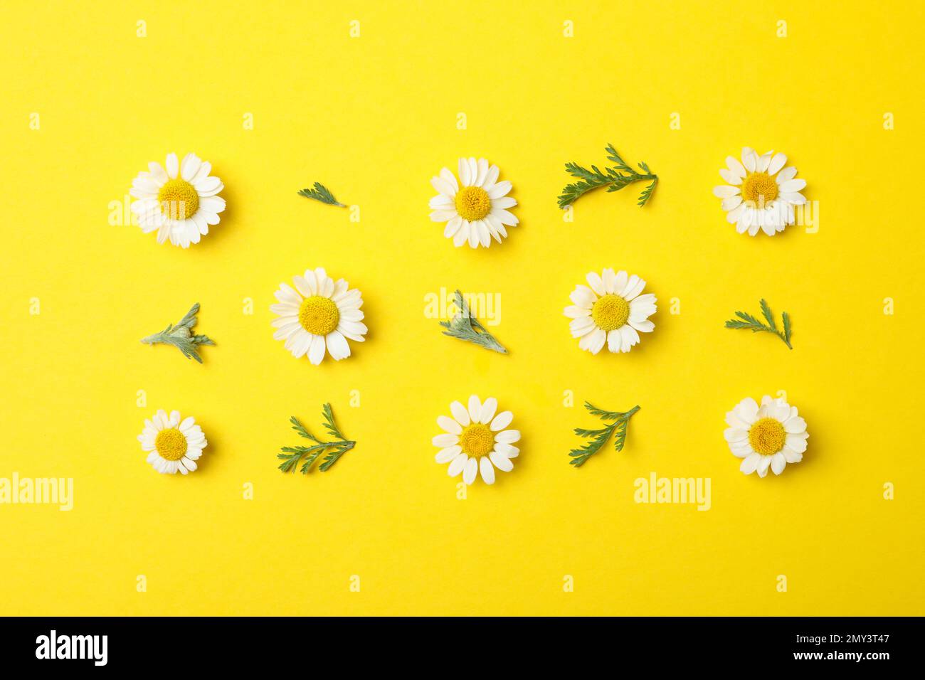 Flat lay composition with fresh chamomiles on yellow background Stock Photo