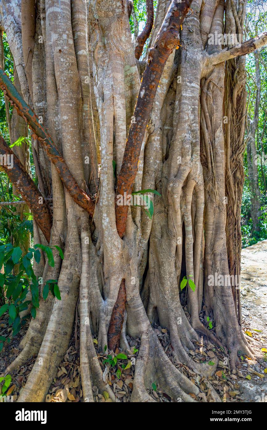 Strangler Fig tree, at the archaeological site of Becán, Yucatán Peninsula, Mexico Stock Photo