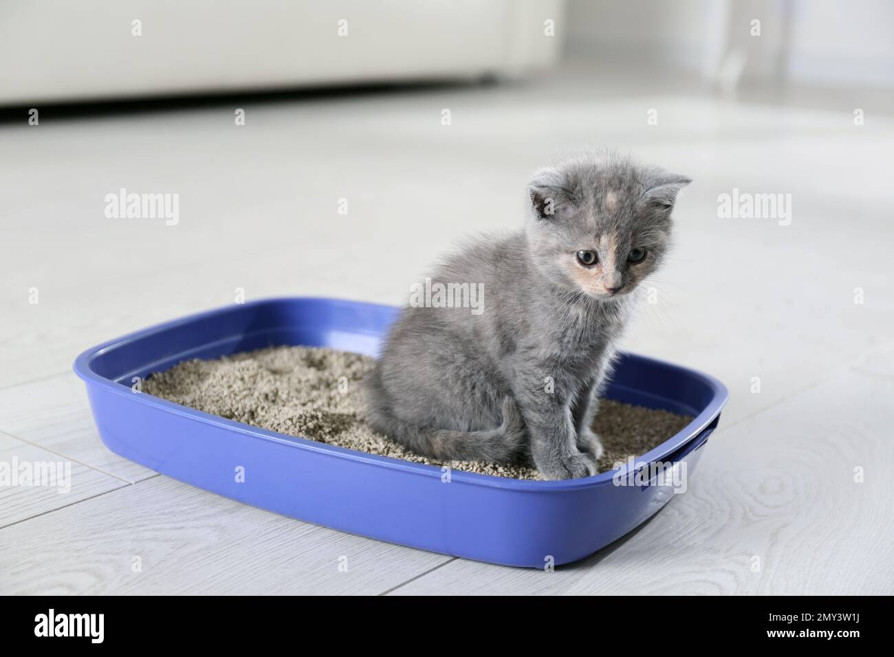 Cute British Shorthair Kitten Litter Box Home Stock Photo by ©NewAfrica  399894364