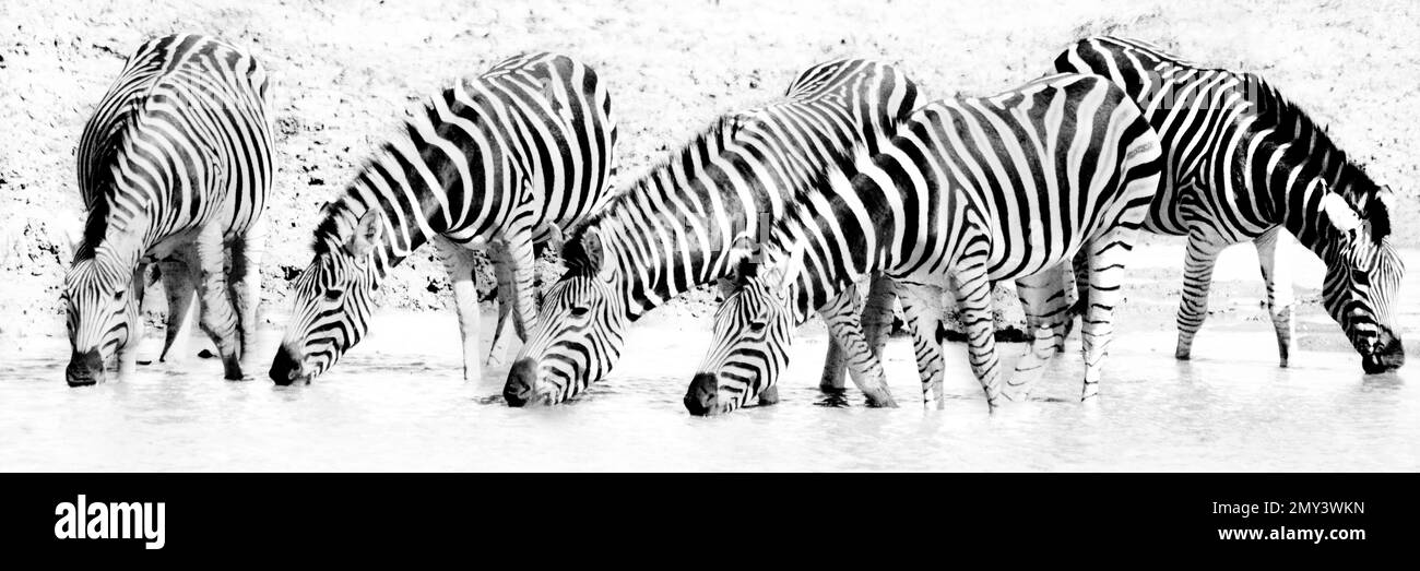 A panoramic grayscale of zebras drinking water from the lake Stock Photo