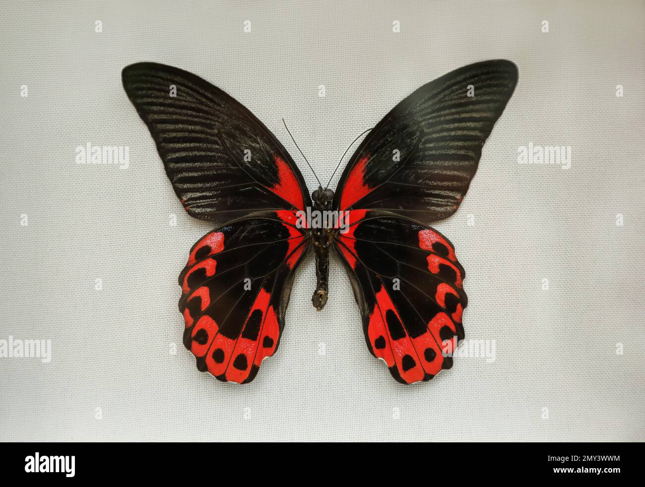 Beautiful Papilio rumanzovia butterfly on white background Stock Photo