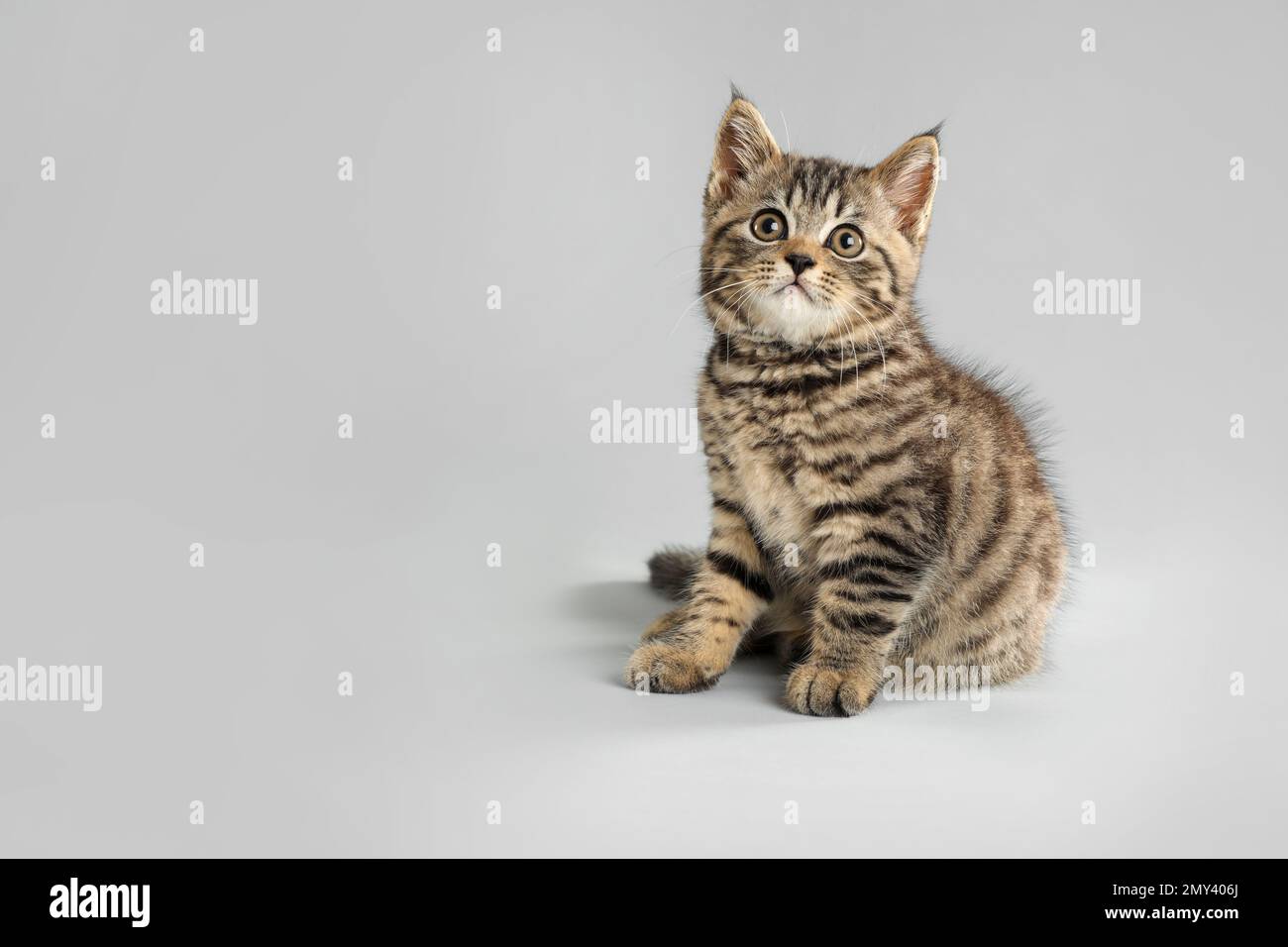 Cute tabby kitten on light grey background, space for text. Baby animal ...