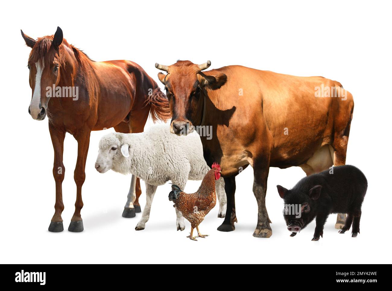 Collage with horse and other pets on white background Stock Photo