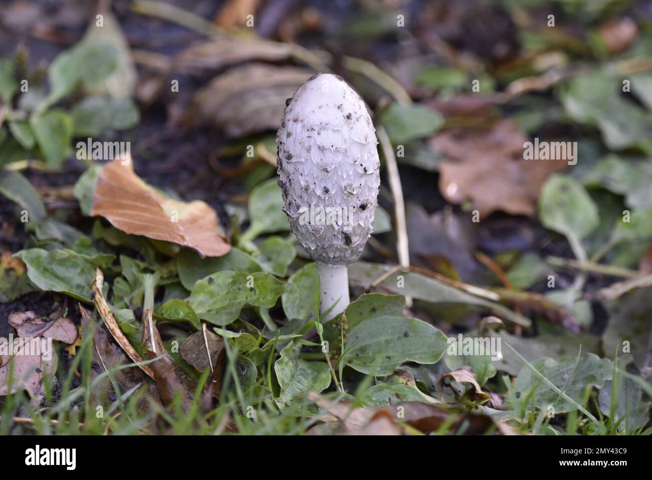 Close-Up Image of a Single Shaggy Inkcap (Coprinus comatus) on the Ground Surrounded by Leaf Litter, Taken in October in Wales, UK Stock Photo