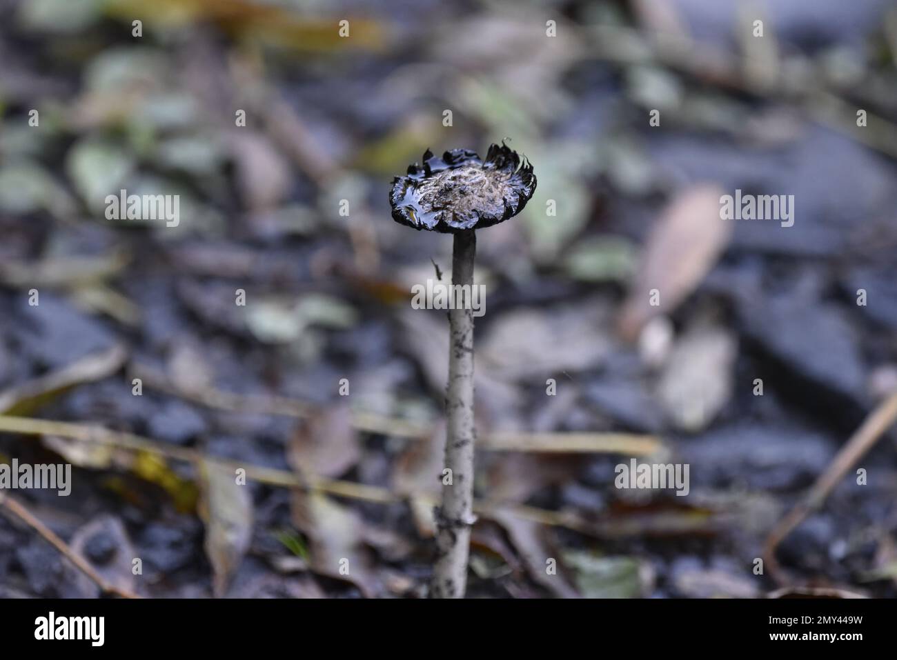 Foreground Centre Image of a Single Stem and Top of Decayed Shaggy Inkcap (Coprinus comatus) Taken in Wales, UK in October Stock Photo