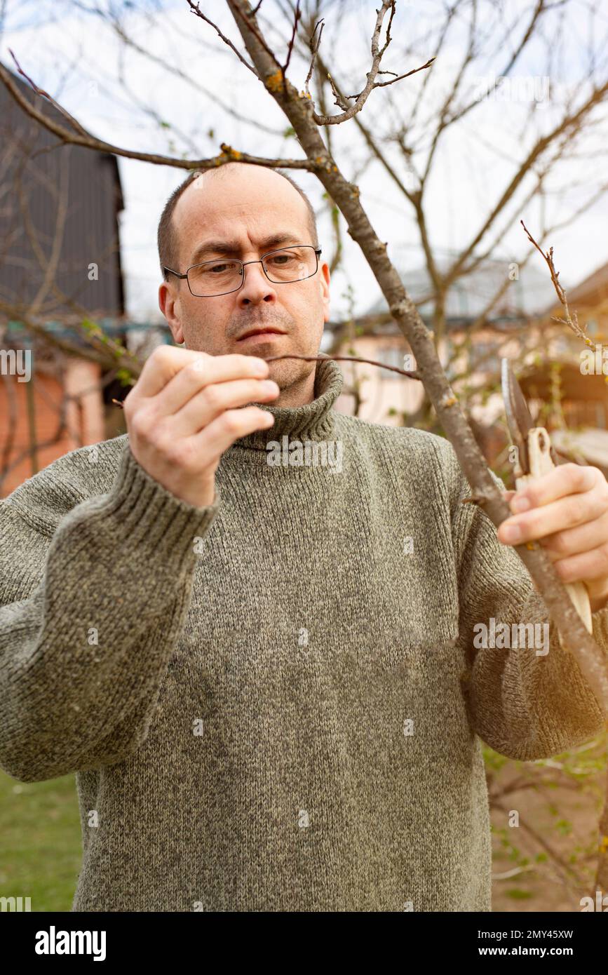 Caucasian middle aged gardener pruning trees at backyard spring time Stock Photo