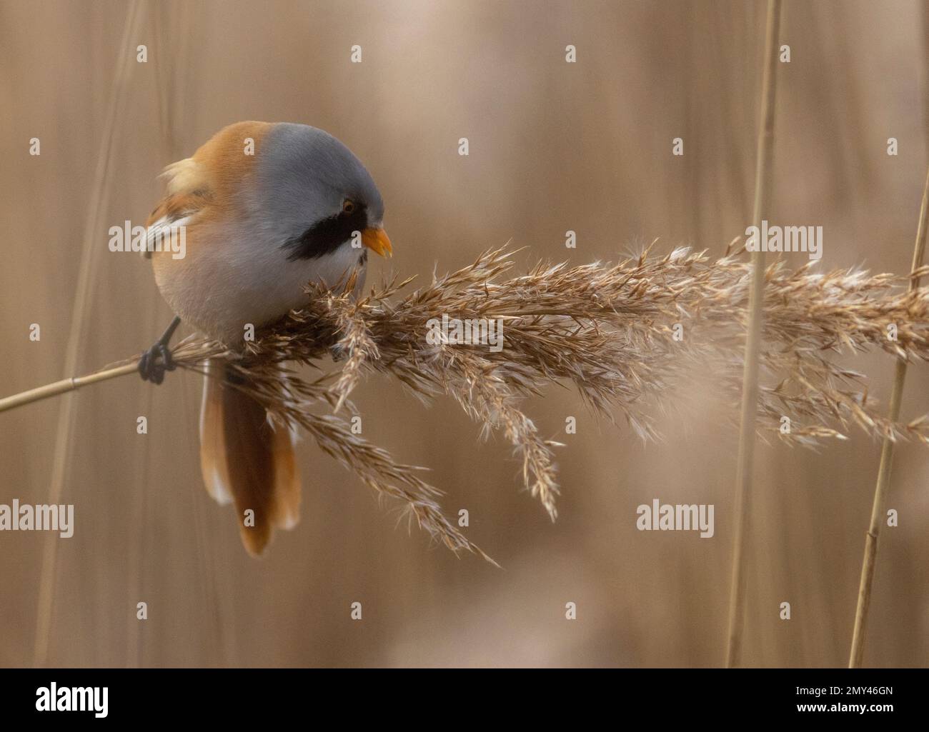 Bearded reedling taken at Radipole Lake Nature Reserve on 28/01/2023 Stock Photo