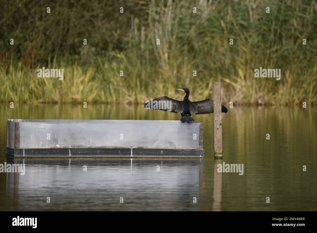 Back View of a Great Cormorant (Phalacrocorax carbo), Wings Open and Head turned to Left, Standing on a Lake Platform in the Sun in October, in UK Stock Photo