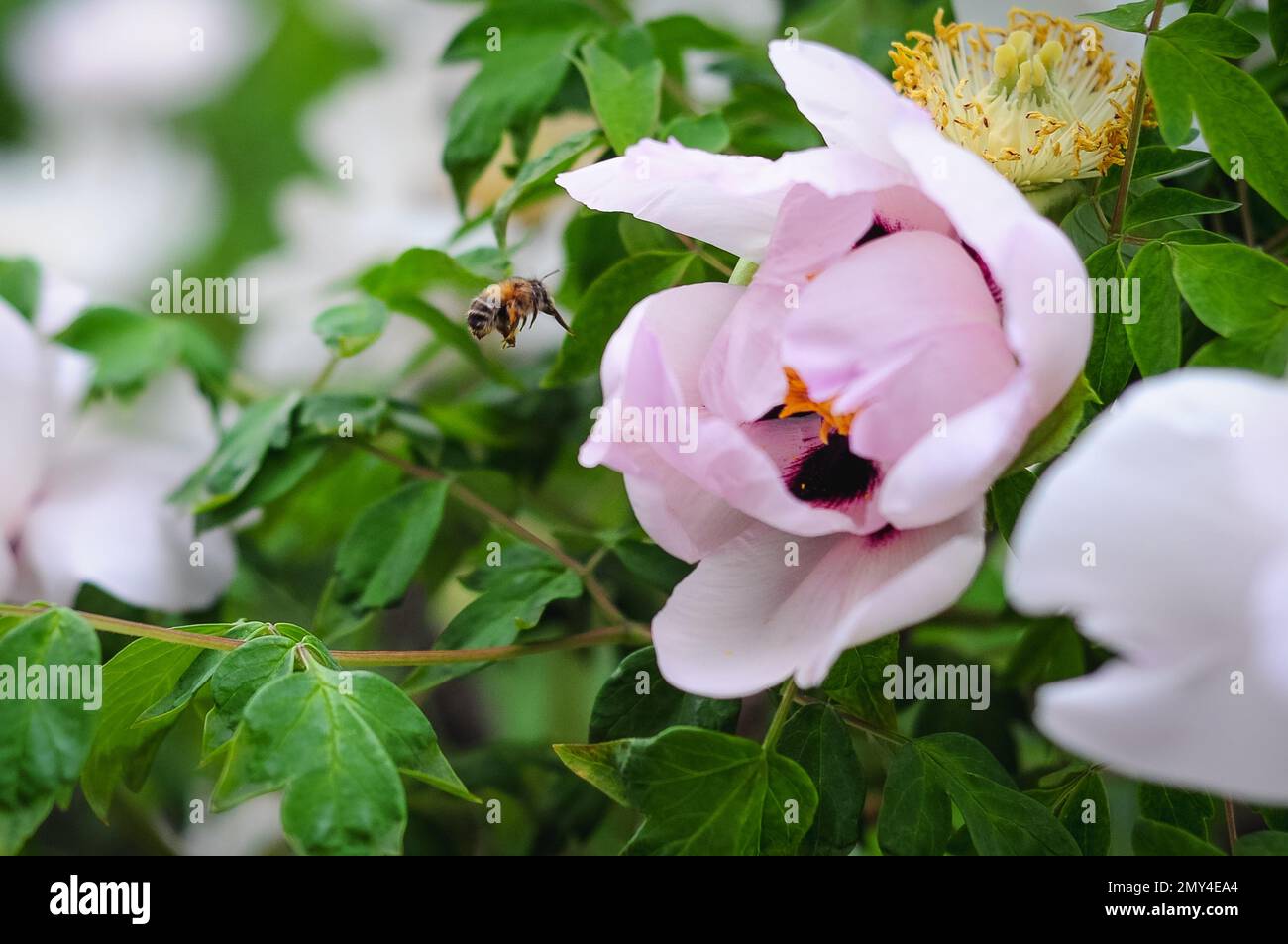 Tree pæony hi-res stock photography and images - Page 3 - Alamy