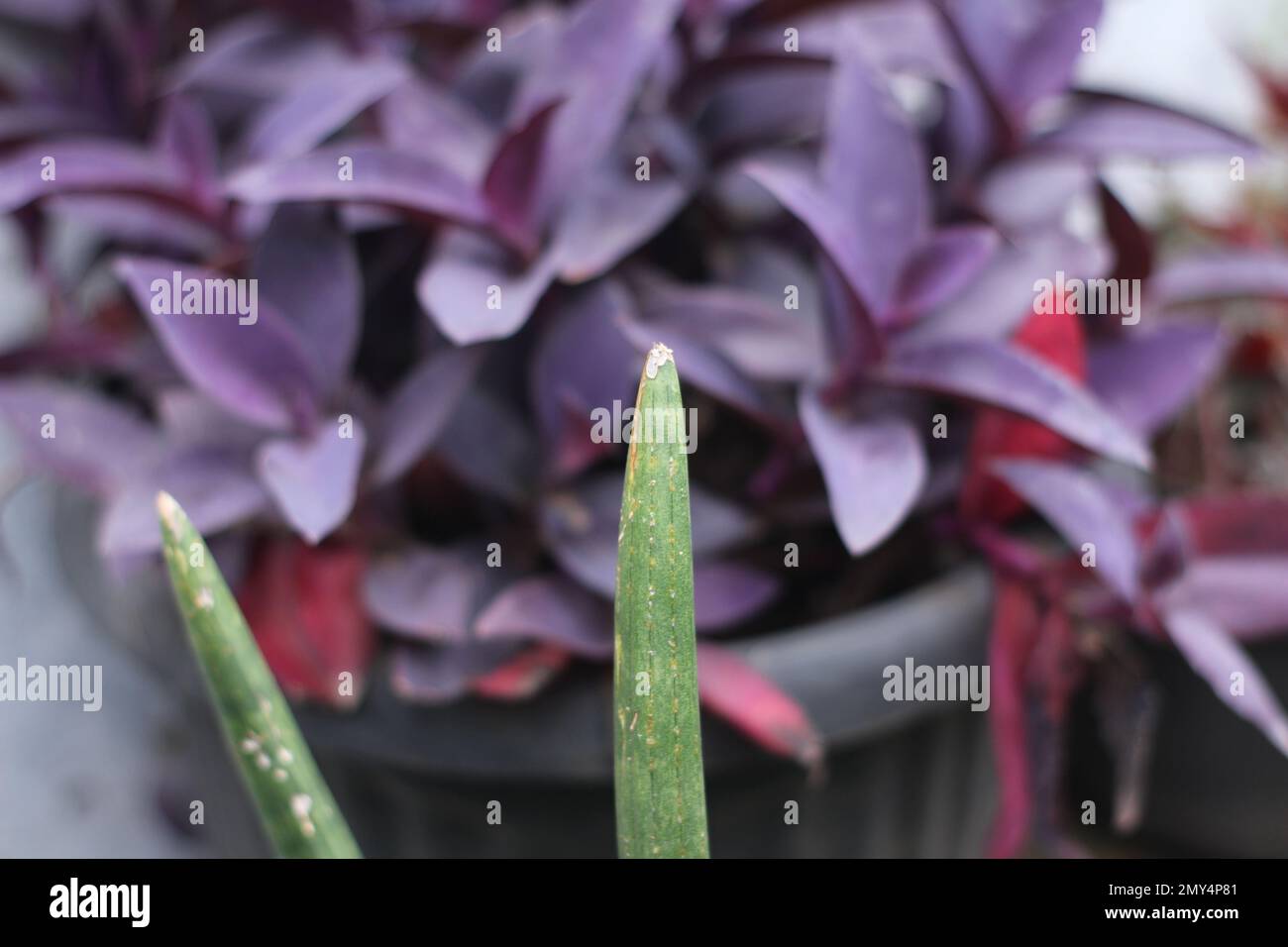 Tradescantia Pallida or better known as Adam Hawa or also called Purple Heart, is a type of ornamental plant that is cheap, easy to care for and easy Stock Photo