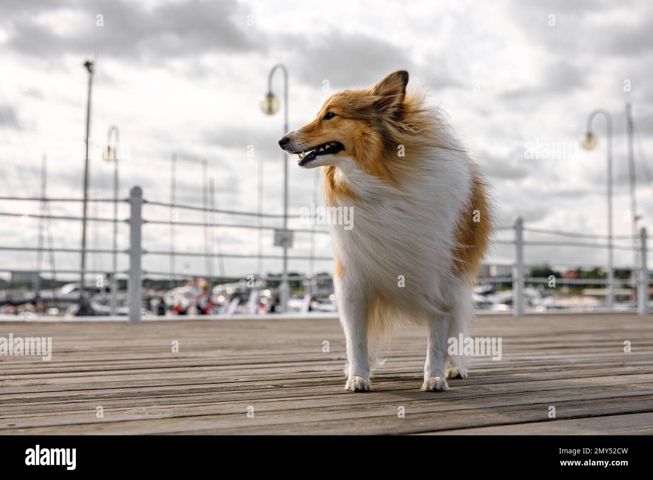 Fluffy Shetland Sheepdog walking on the wooden floor. Sheltie in a city ...