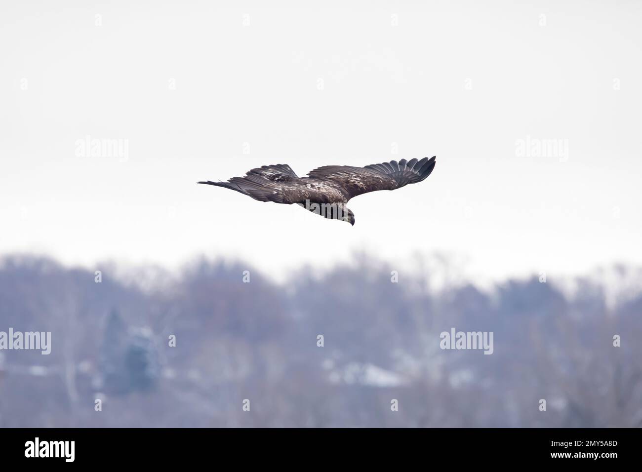 Juvenile bald eagle flies downward over the Mississippi River in Davenport, Iowa, with blue sky and blurred trees in the background. Stock Photo