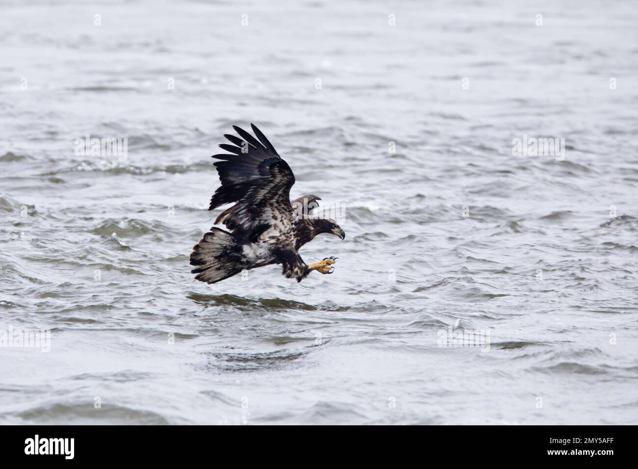 Juvenile bald eagle catching a fish on the Mississippi River in Davenport, Iowa with wings out and talons out. Stock Photo