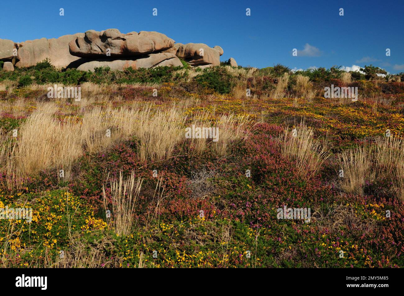 PLANTES DES C TES ROCHEUSES DE BRETAGNE visual data 8