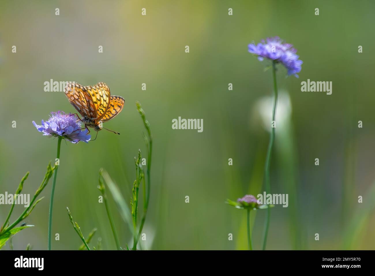 A selective focus of a lesser marbled fritillary butterfly standing on small scabious, blurred background Stock Photo
