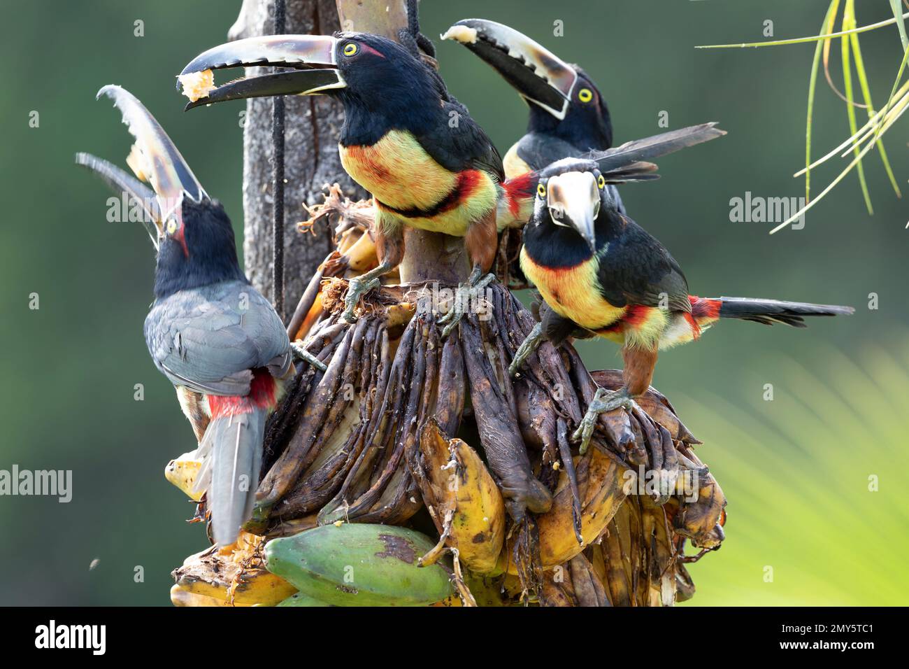 Animals of Costa Rica Stock Photo - Alamy