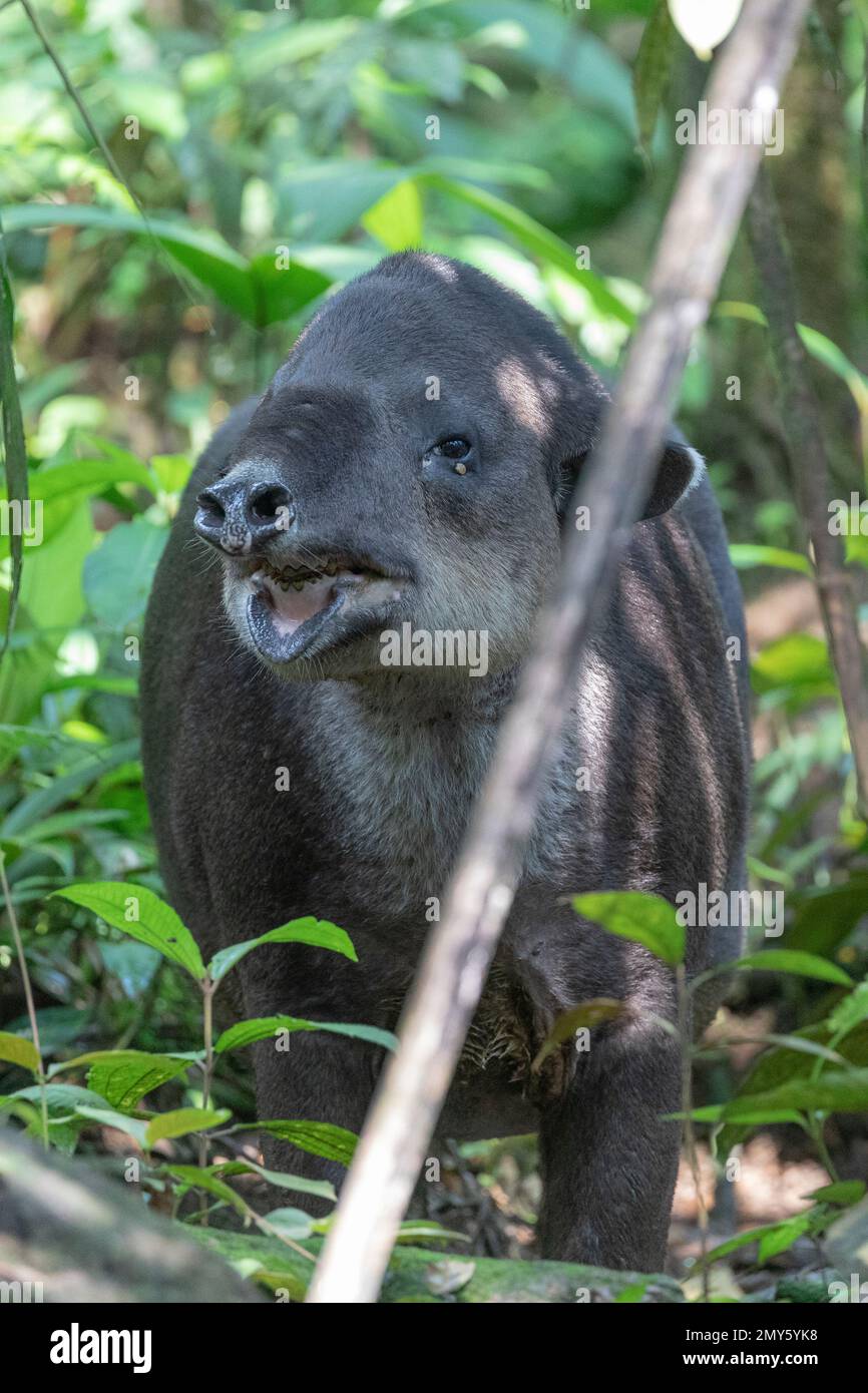 Animals Of Costa Rica Stock Photo - Alamy