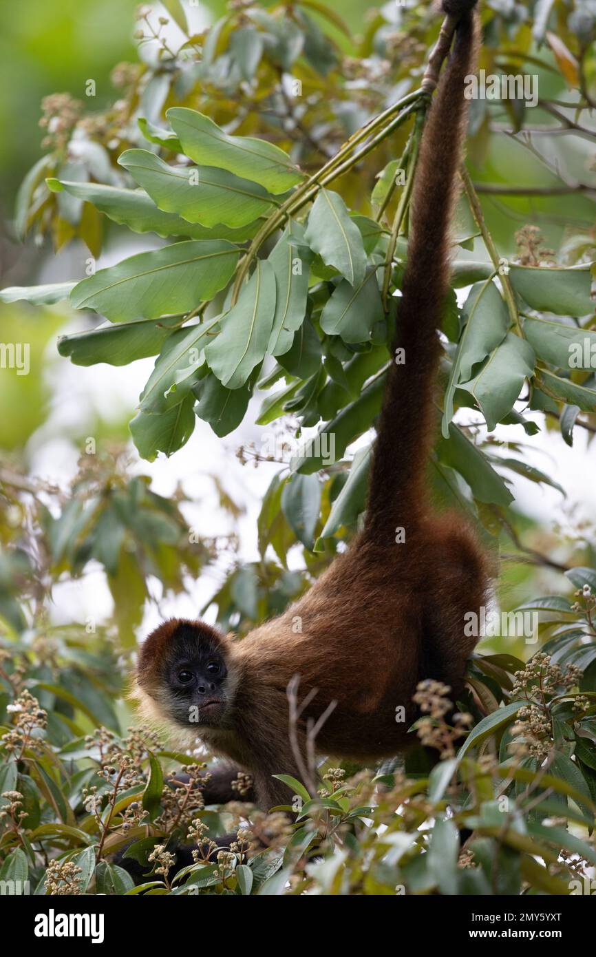 Animals of Costa Rica Stock Photo Alamy