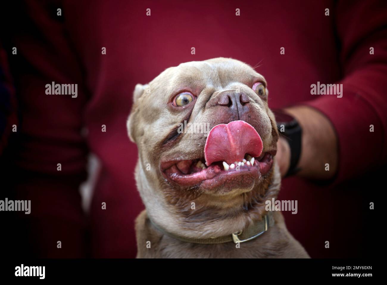 Kathmandu, Nepal. 4th Feb, 2023. A French bull dog reacts as it participates in a dog show in the Kathmandu Dog Show 2023. More than 150 dogs of more than 20 various breeds participated in the event. (Credit Image: © Sunil Sharma/ZUMA Press Wire) EDITORIAL USAGE ONLY! Not for Commercial USAGE! Stock Photo