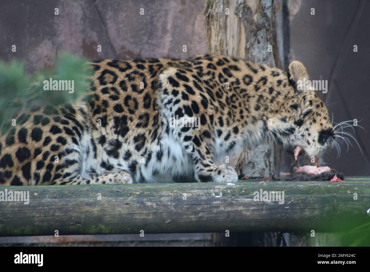 Amur leopard russia hi-res stock photography and images - Alamy