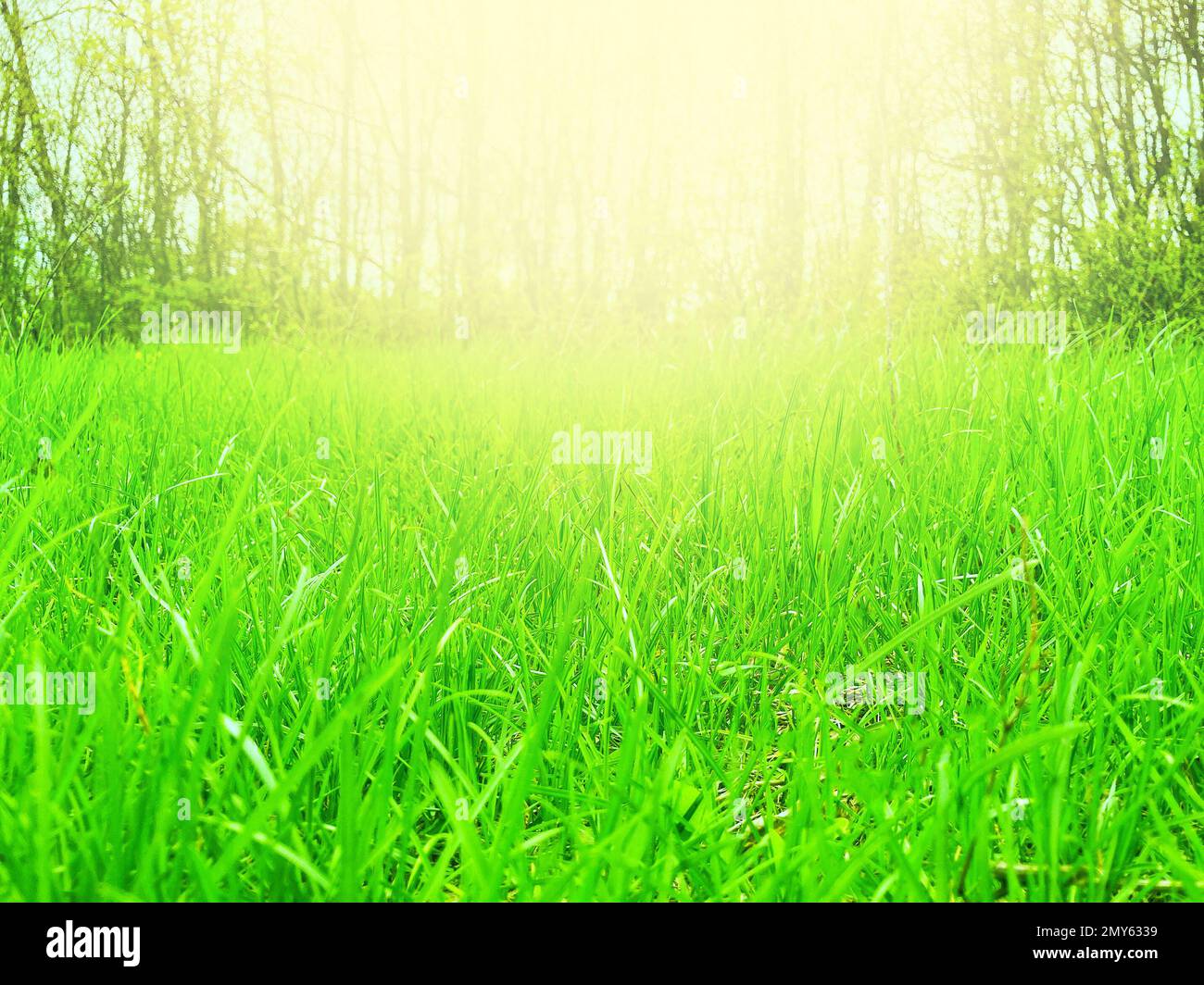 Beautiful meadow field with fresh grass and yellow dandelion flowers in ...
