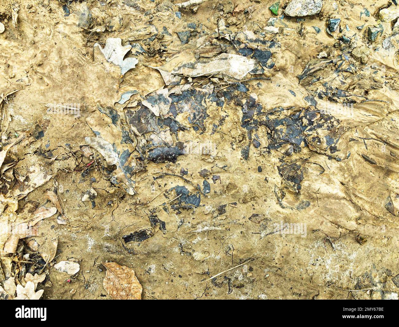 fall autumn orange leaves dropped on the ground sand. natural ...