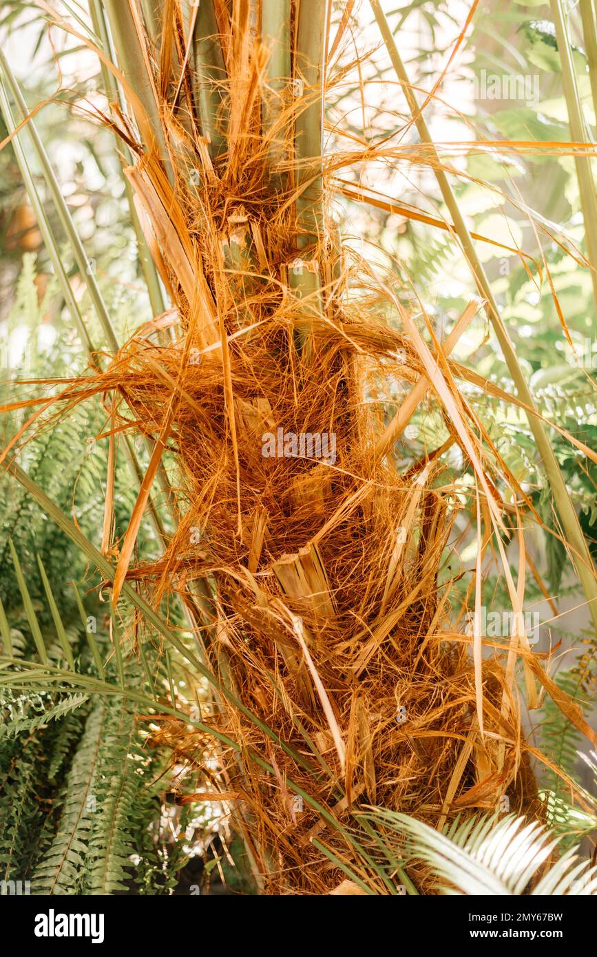 Date palm tree trunk. Date palm.  Stock Photo