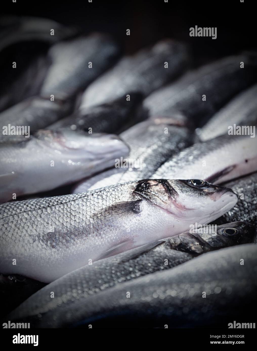 A vertical shot of the sea bass for sale at a Venice, Italy fish market
