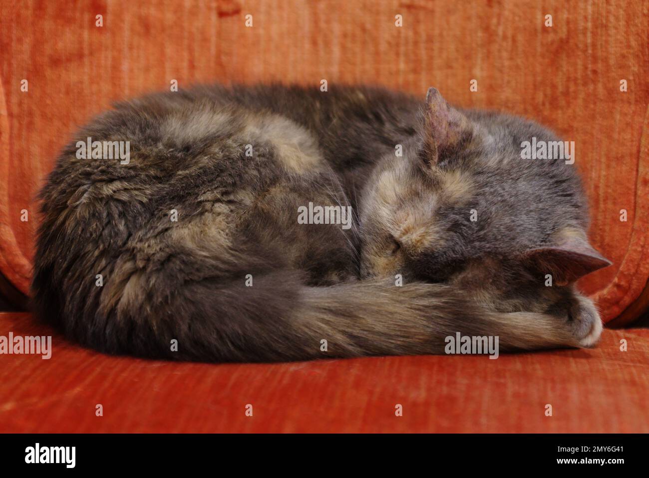 Sleeping cat in a chair. Stock Photo