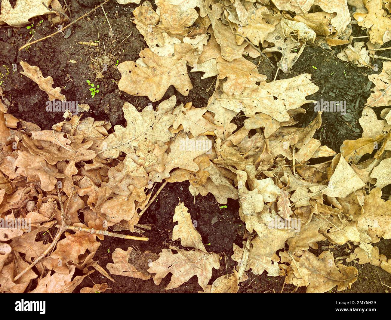 The old oak leafs with drop of dew on the black stone surface ...