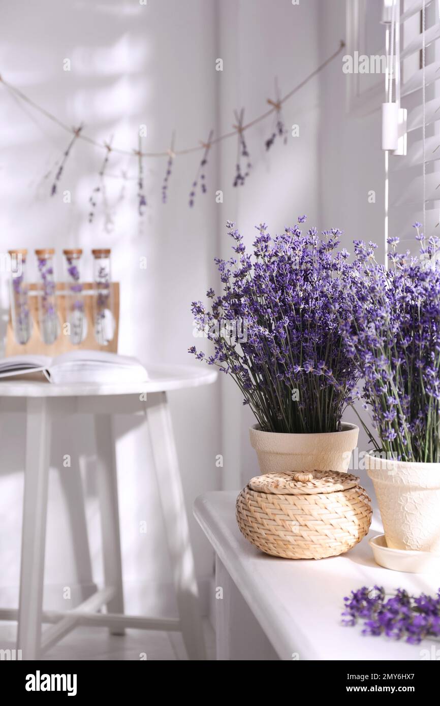Beautiful lavender flowers on window sill indoors Stock Photo Alamy