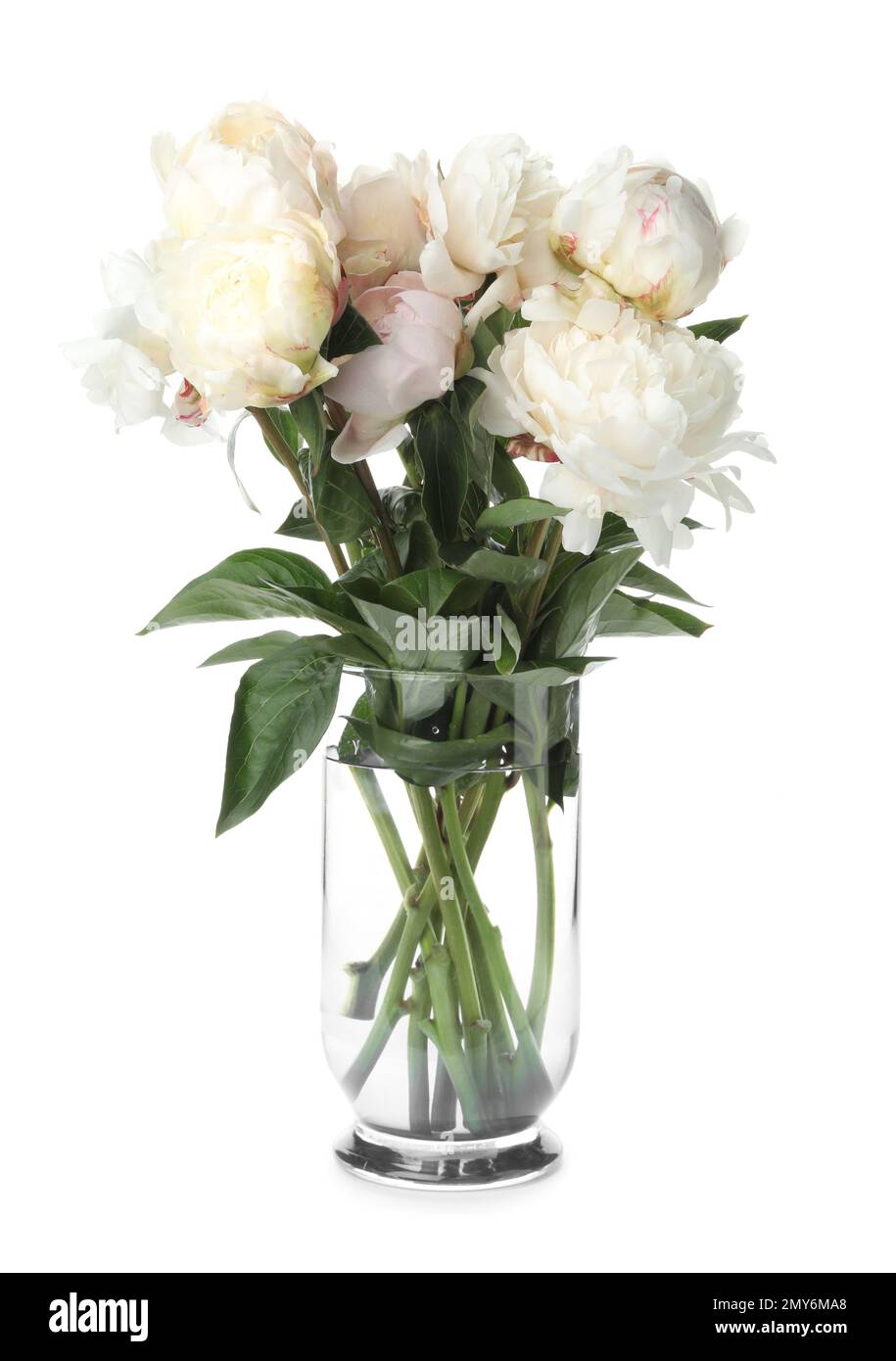 Beautiful peonies in vase isolated on white Stock Photo - Alamy