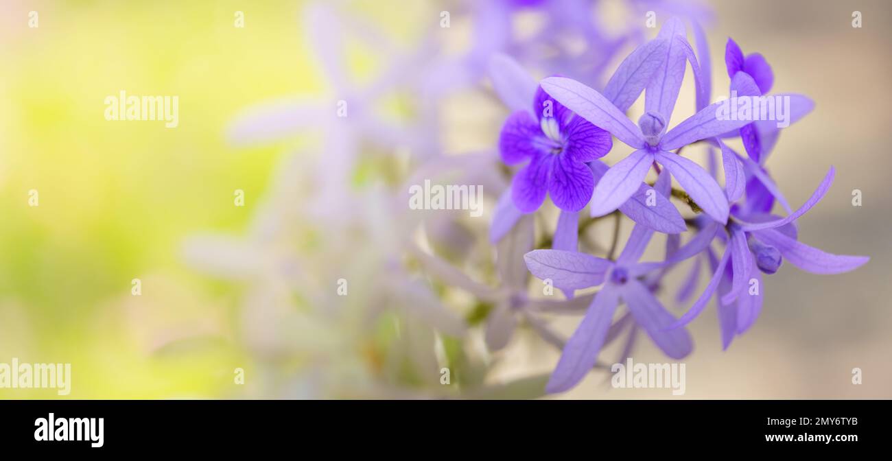 Closeup of purple flower under sunlight with green leaf nature ...