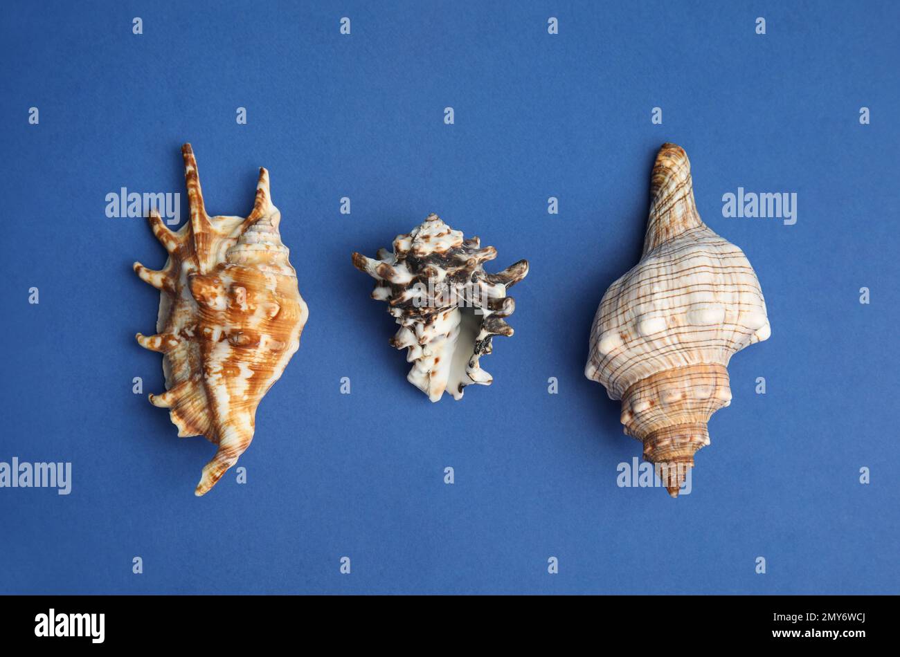 Prertty Shell Different beautiful sea shells on blue background, flat lay Stock Photo ...