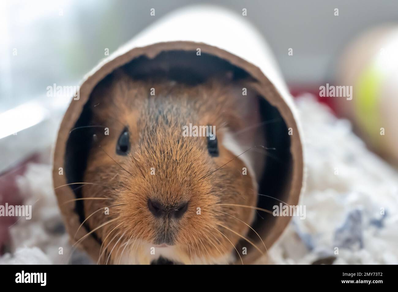 A curious Guinea pig playing with a cardboard tube used for enrichment and stimulating