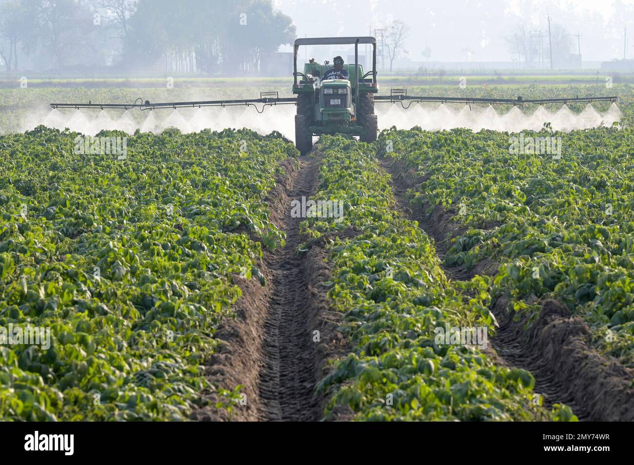 INDIA, Punjab, Ludhiana, spraying of pesticides in potato field with John Deere tractor and spraying machine, in Punjab, the granary of India, started the green revolution in the 1960´s to increase food production with irrigation systems, use of fertilizer, pesticide and high yielding hybrid seeds Stock Photo